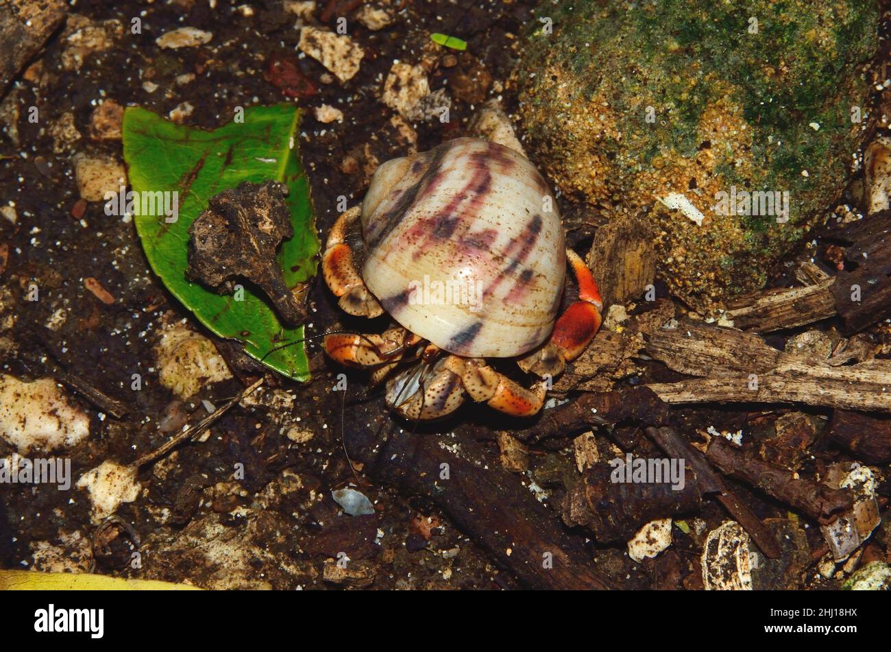 Karibik-Einsiedlerkrebs, Karibik-Landeinsiedlerkrebs, Caribbean hermit crab, Coenobita clypeatus, Curacao Stock Photo