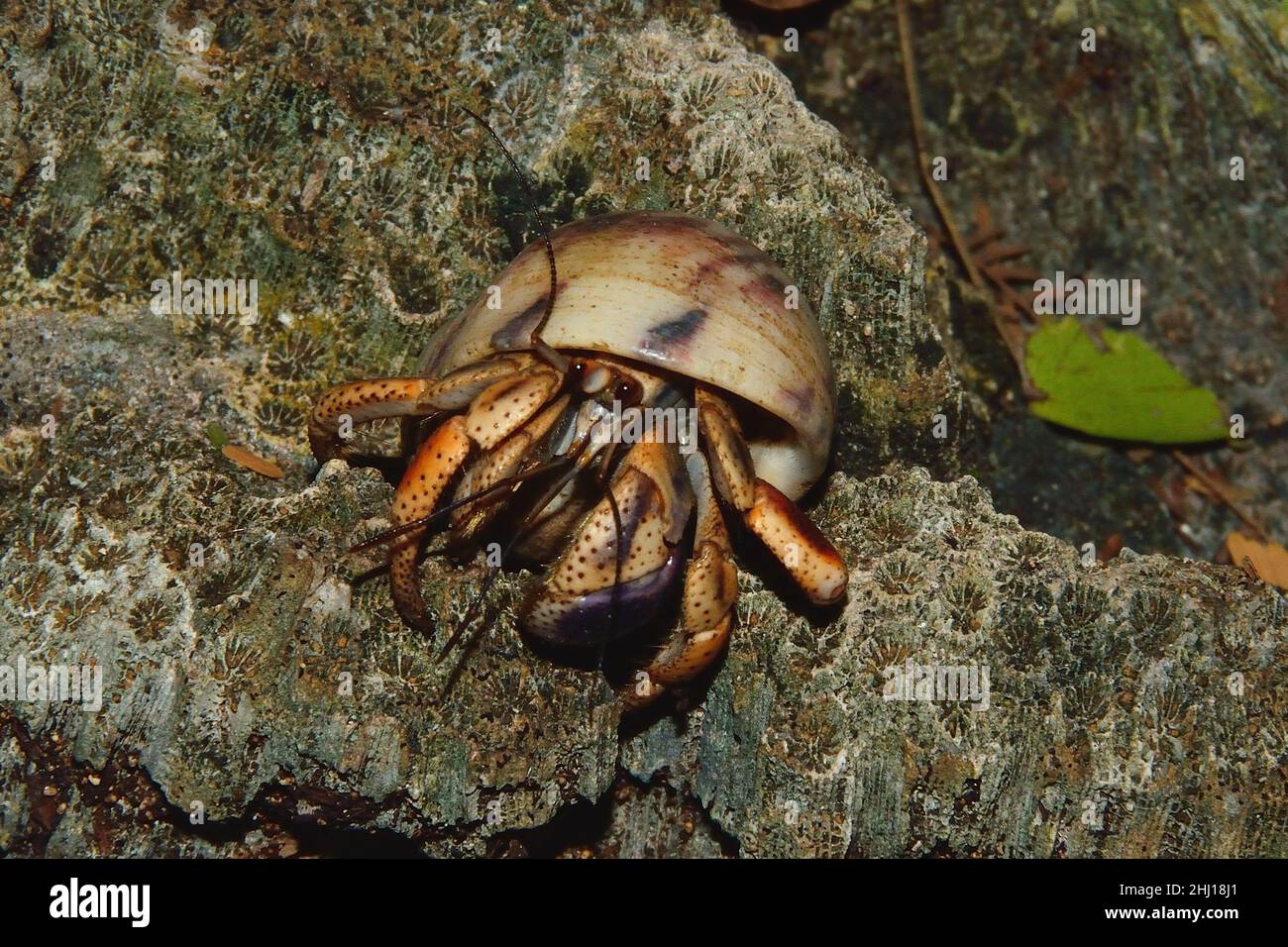 Karibik-Einsiedlerkrebs, Karibik-Landeinsiedlerkrebs, Caribbean hermit crab, Coenobita clypeatus, Curacao Stock Photo