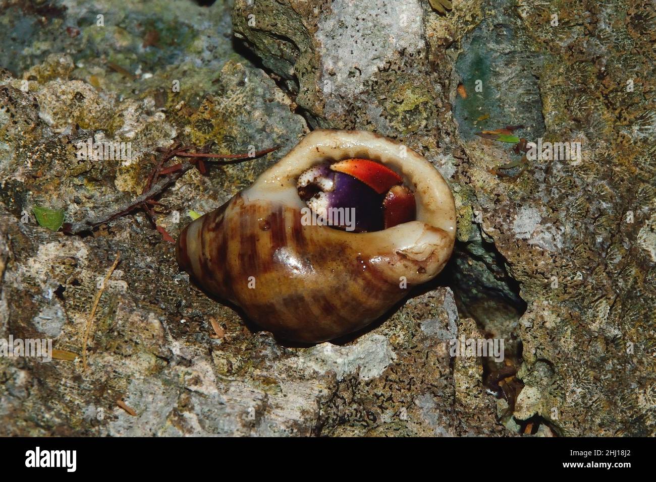 Karibik-Einsiedlerkrebs, Karibik-Landeinsiedlerkrebs, Caribbean hermit crab, Coenobita clypeatus, Curacao Stock Photo