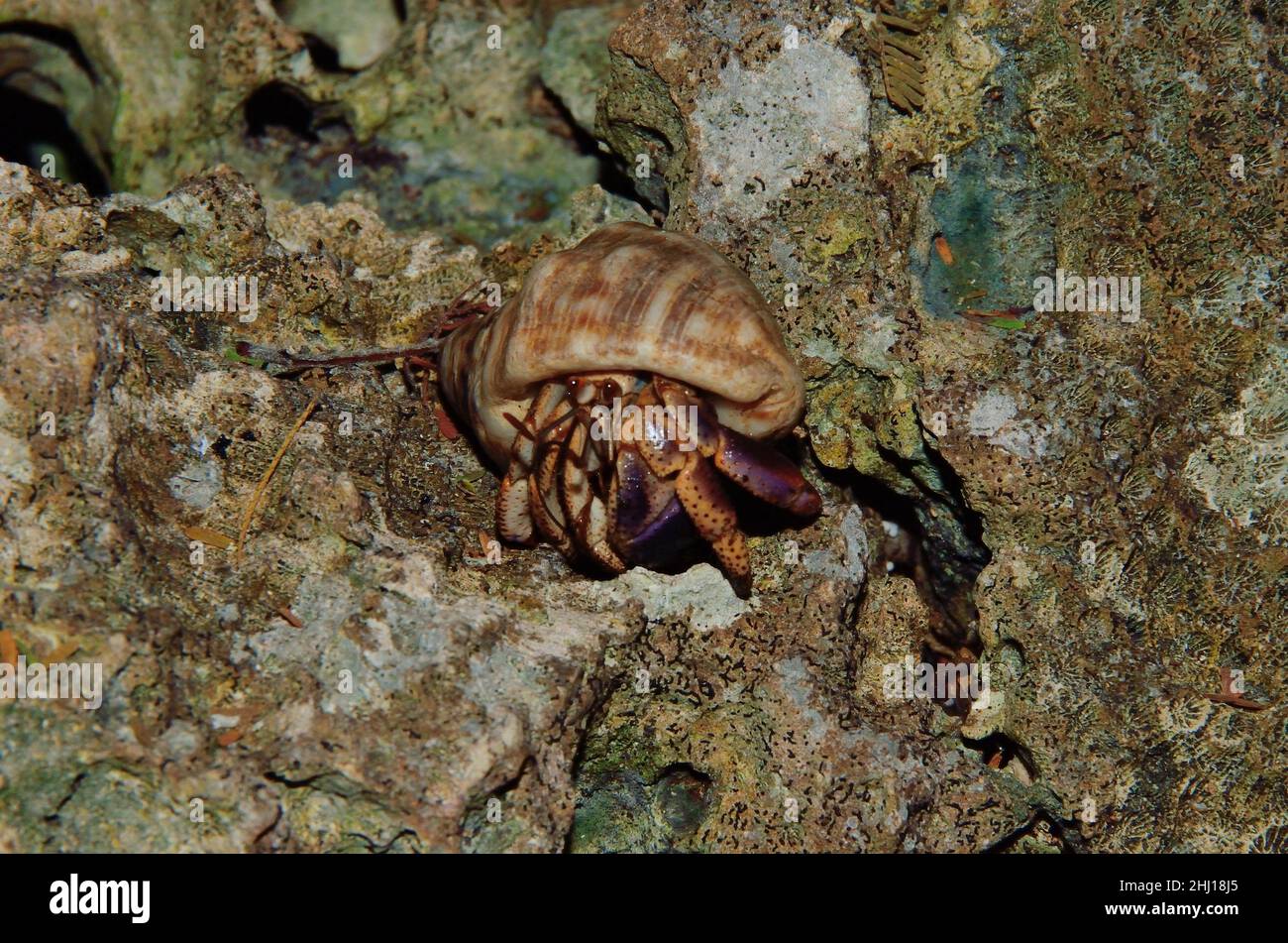 Karibik-Einsiedlerkrebs, Karibik-Landeinsiedlerkrebs, Caribbean hermit crab, Coenobita clypeatus, Curacao Stock Photo