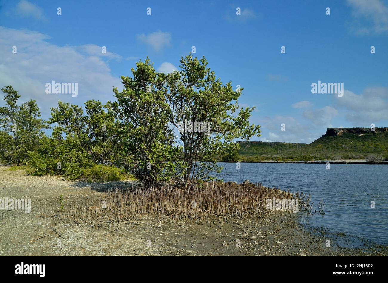 Mangroven, Salt Lake Willembrodus, Saline St. Marie, Sint Willibrordus, Curacao Stock Photo
