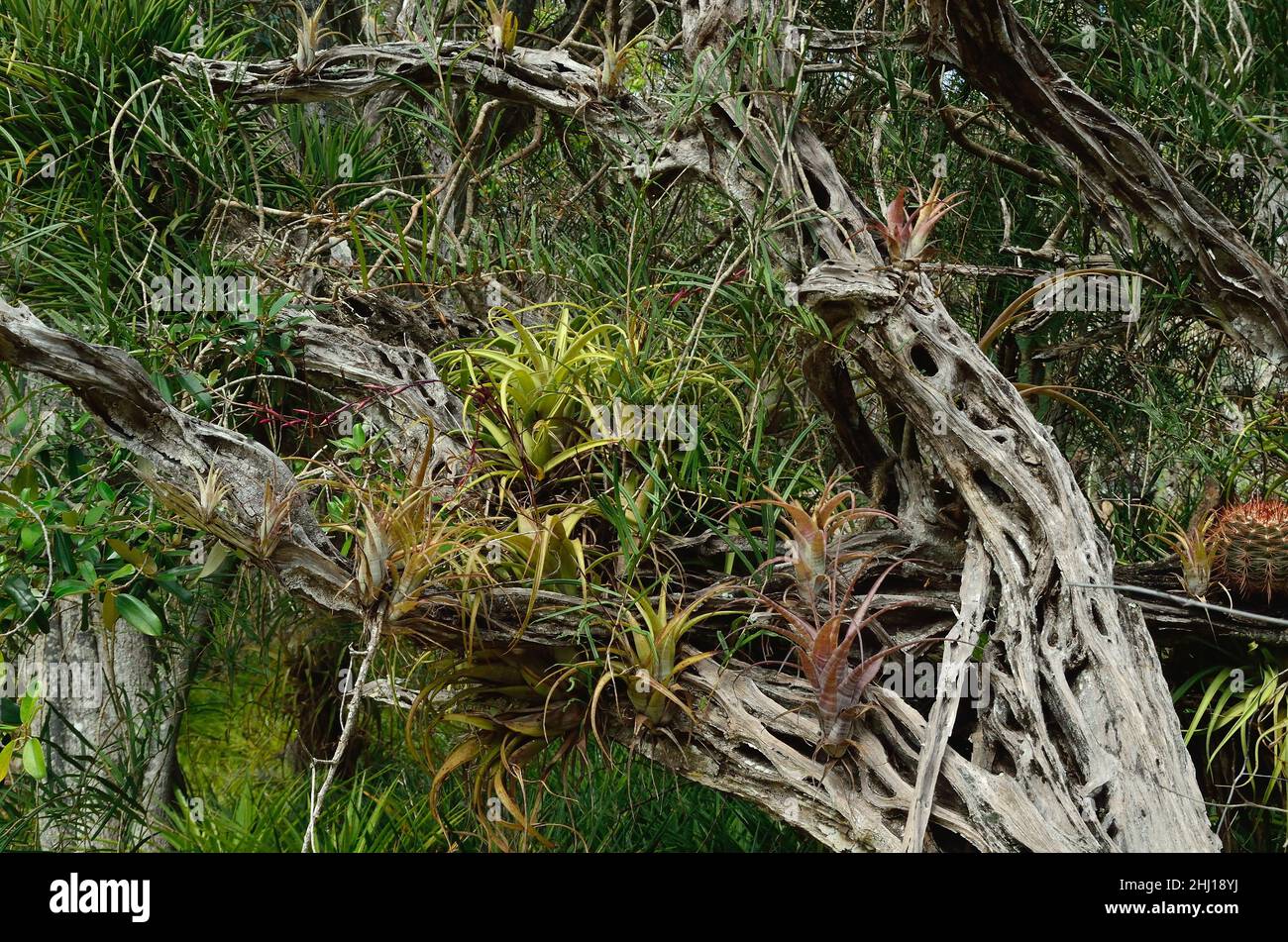 Gewellte Tillandsie, twisted airplant, Tillandsia flexuosa, Curacao Stock Photo