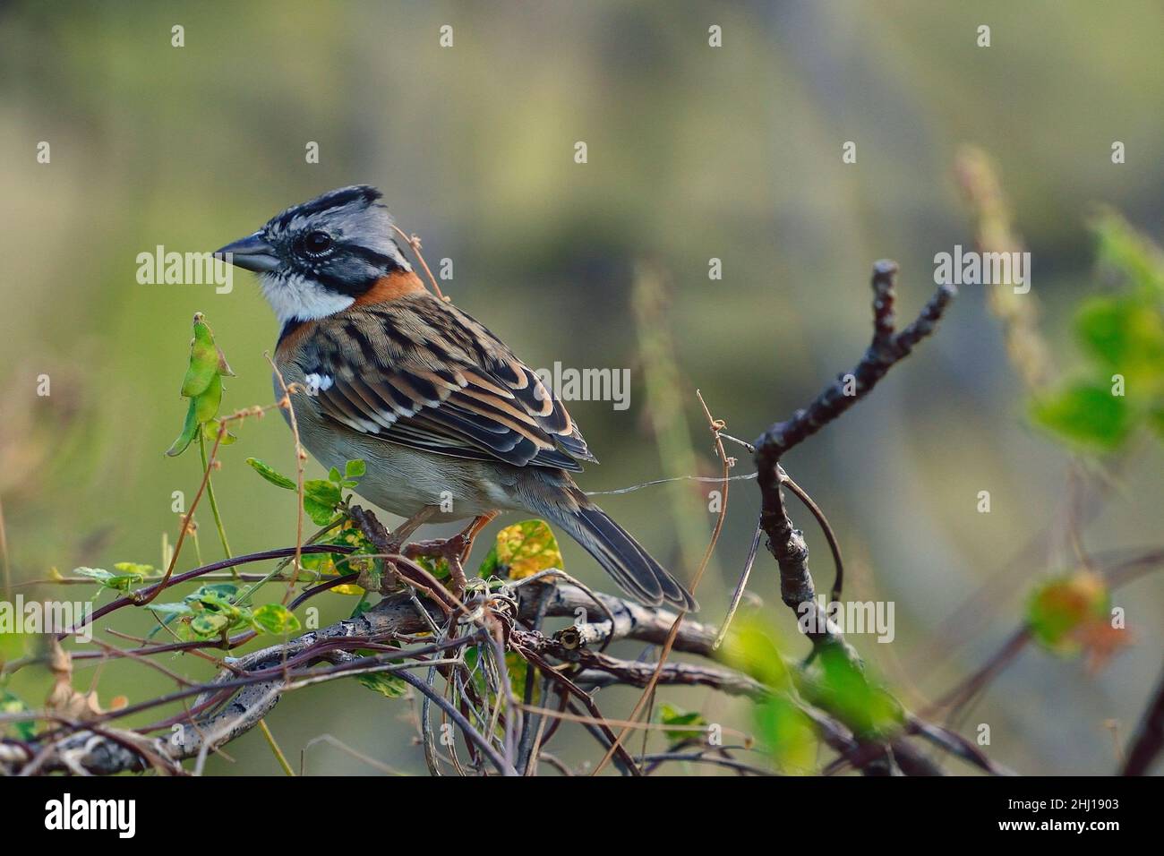 Morgenammer, rufous-collared sparrow, Zonotrichia capensis, Curacao Stock Photo