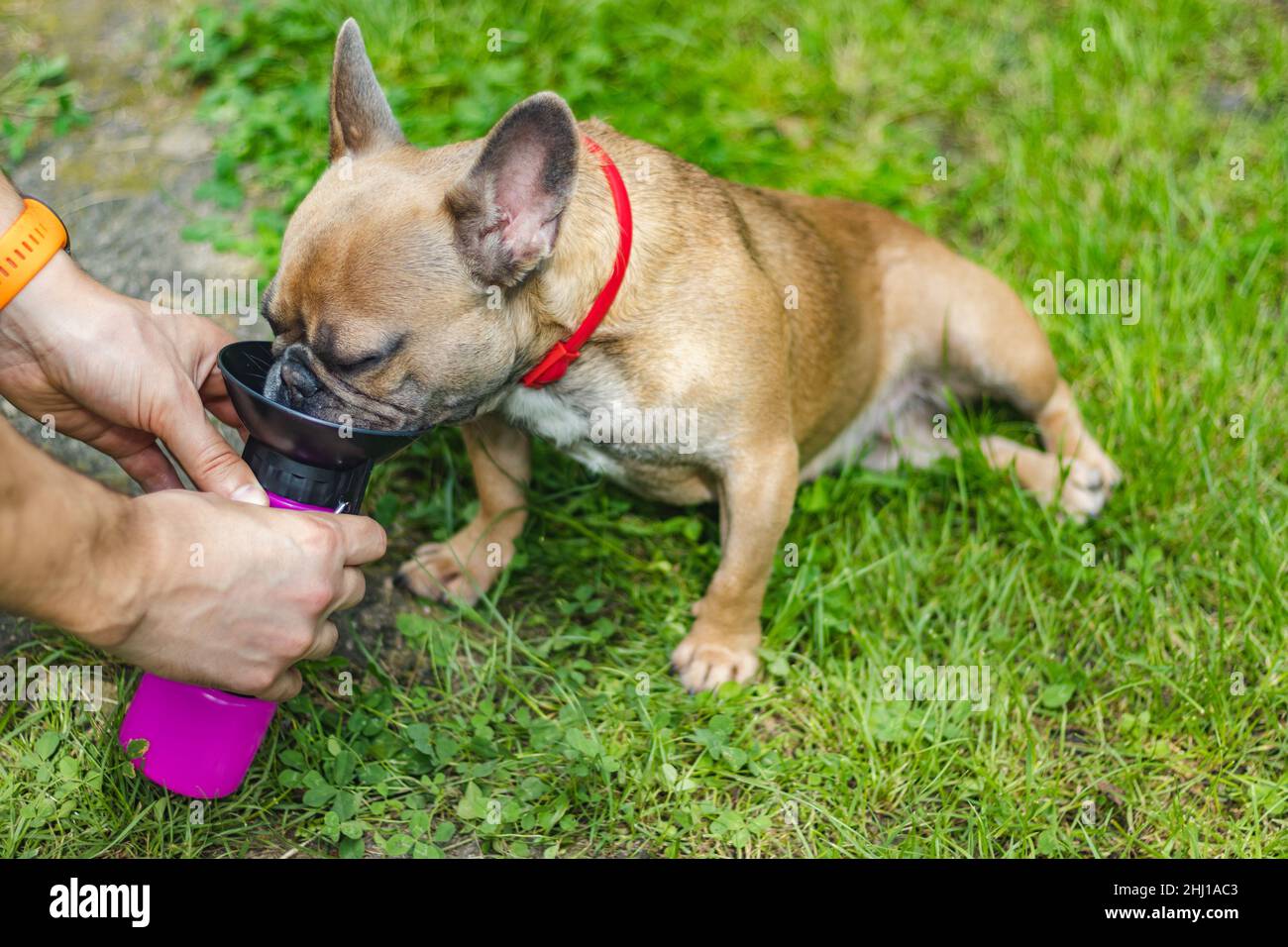 French Bulldog drinks water from Pet Drinker Stock Photo Alamy
