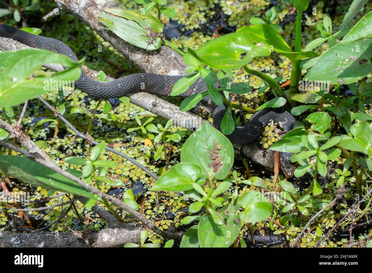 Broad-banded Watersnake (Nerodia Fasciata Confluens) From Jefferson ...