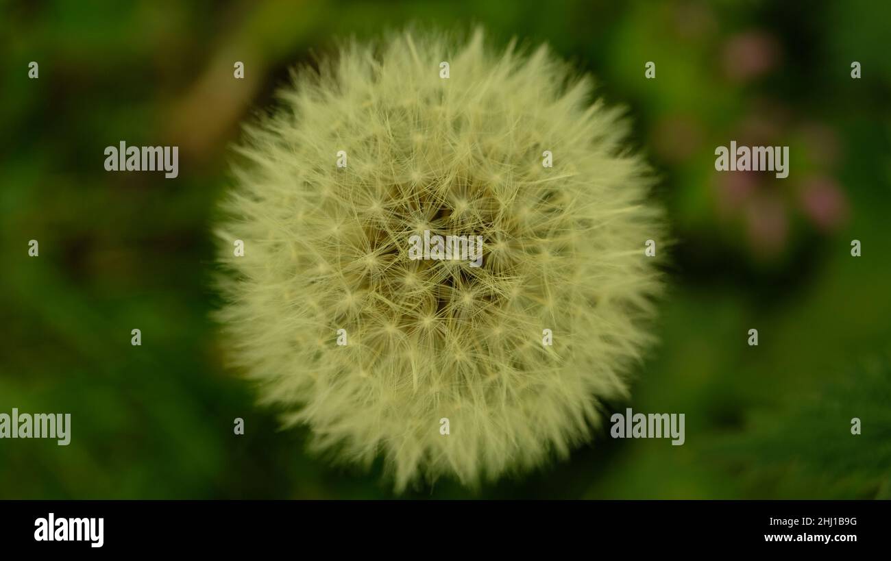 White dandelion puff at close up with green background Stock Photo