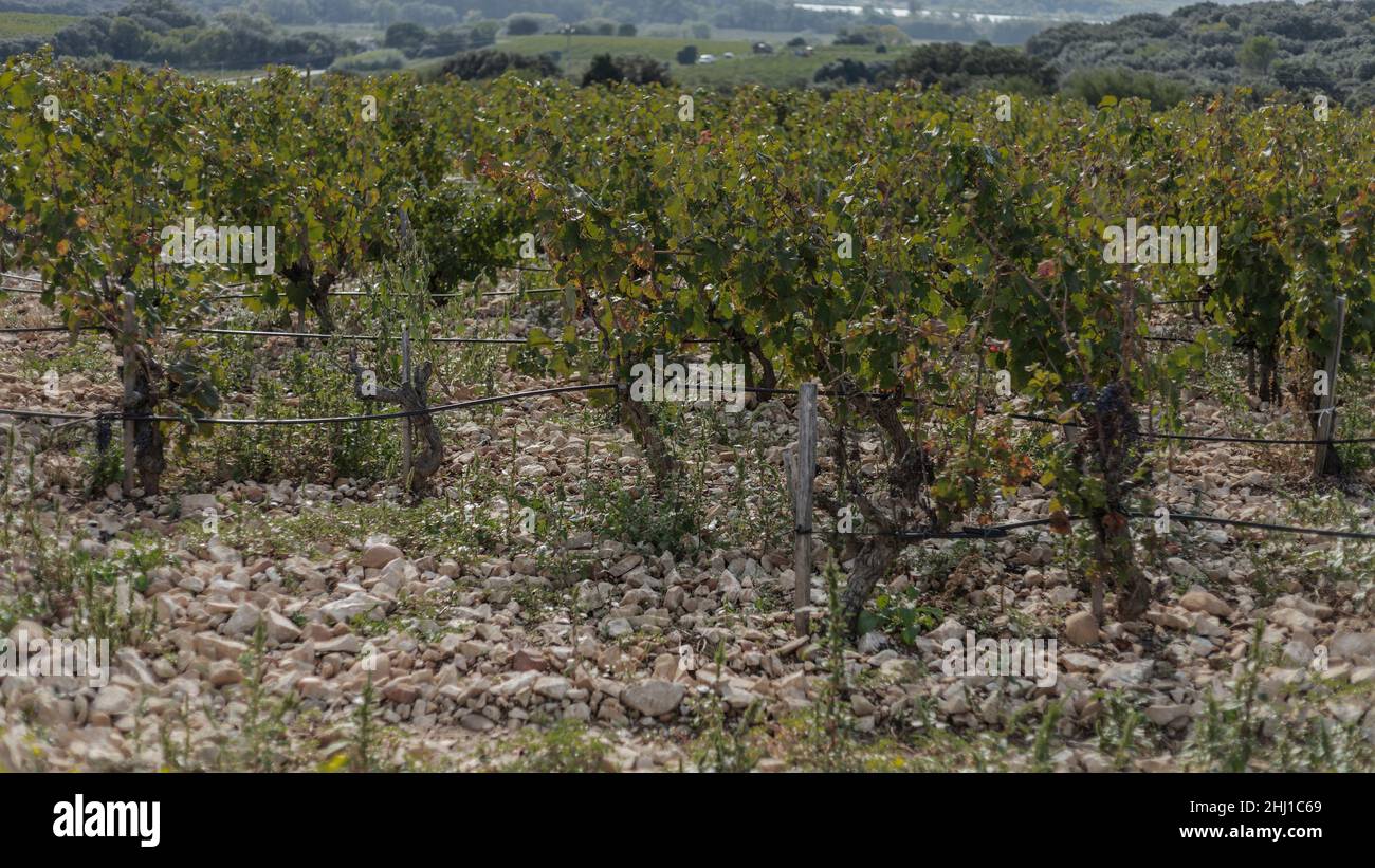 High up vines around the village of Chateauneuf du Pape with stoney soul and irrigation pipes Stock Photo