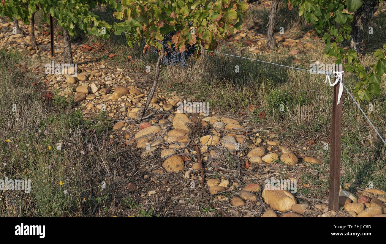 Large stones traditionally used to warm the vineyards and help the soil retain moisture Stock Photo