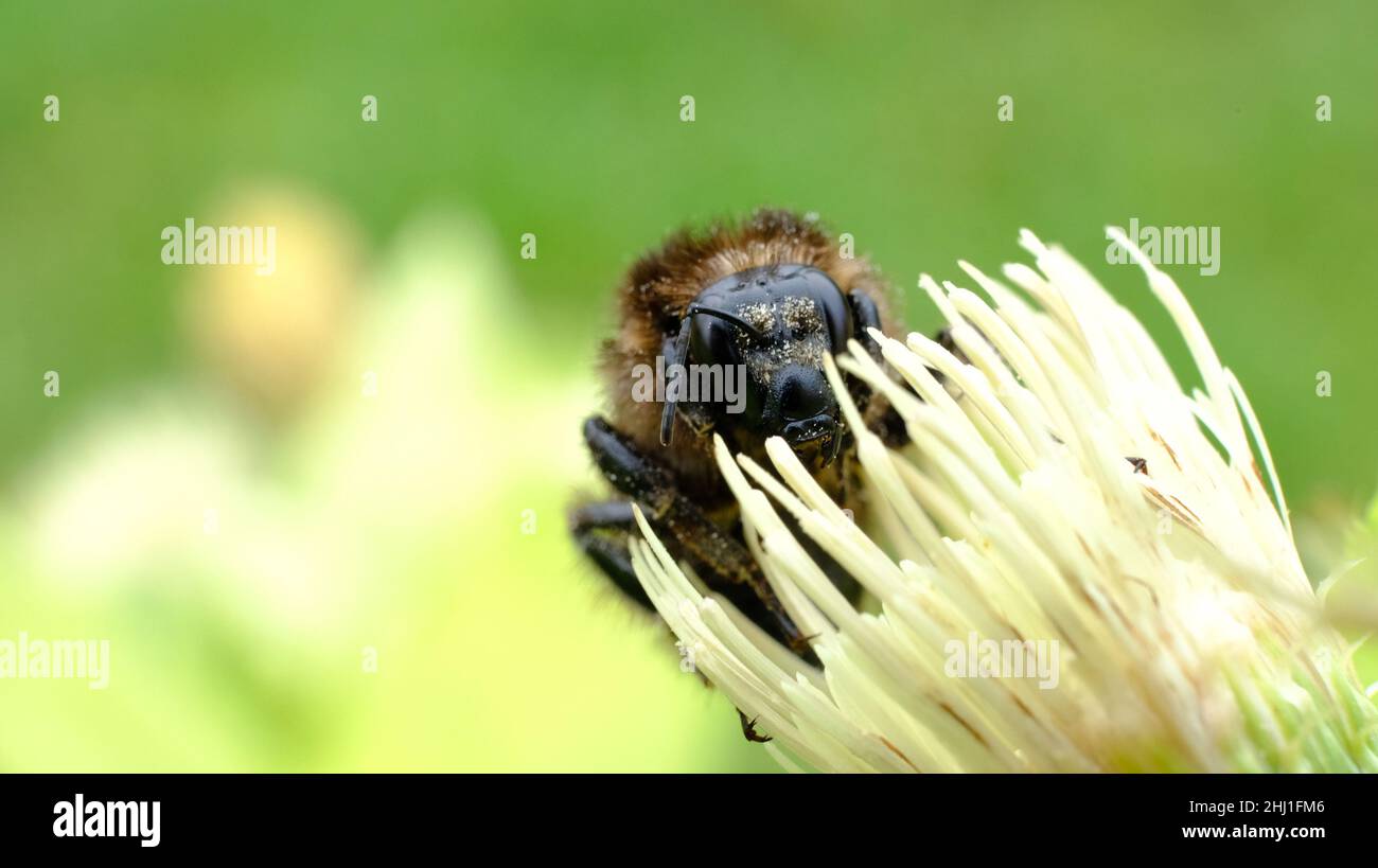 Pollenating bumble bee on a white flower bud Stock Photo