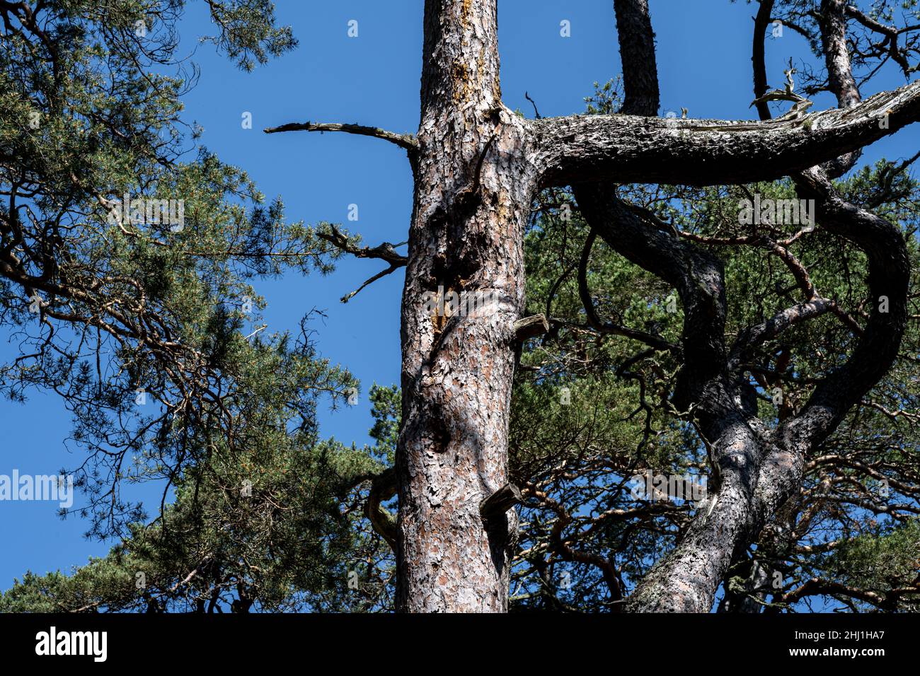 Pine trees under a blue sky. A pine is any conifer in the genus Pinus of the family Pinaceae Stock Photo