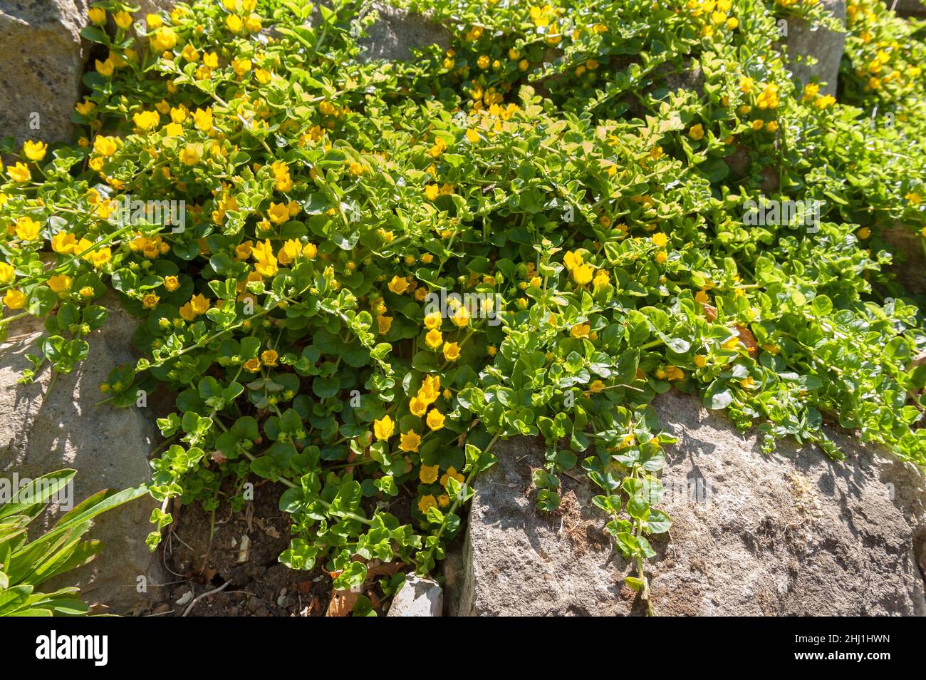 Lysimachia nummularia, creeping jenny, two slightly different variants due to light intensity and soil content, one with dark other with light golden Stock Photo