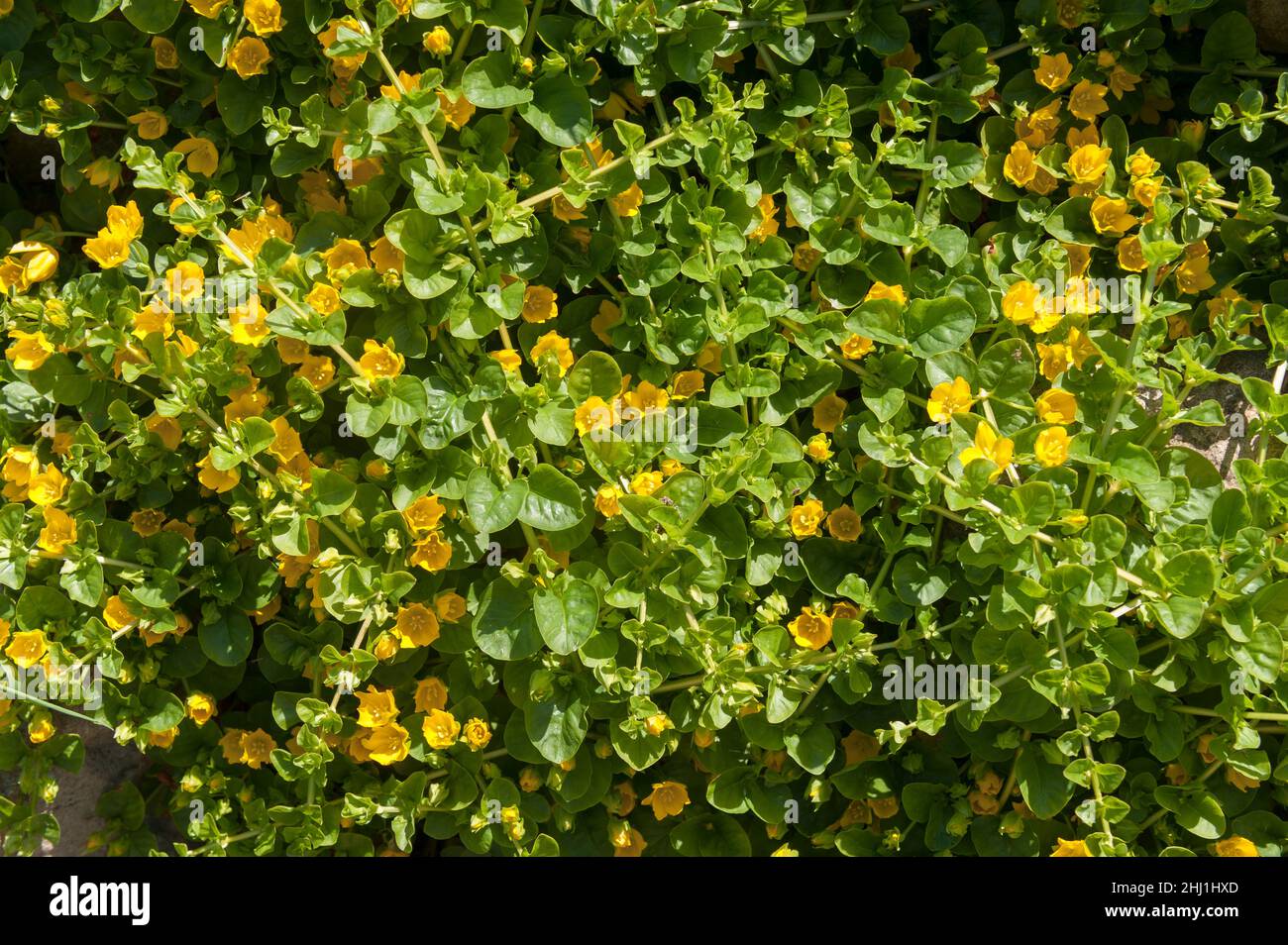 Lysimachia nummularia, creeping jenny, two slightly different variants due to light intensity and soil content, one with dark other with light golden Stock Photo