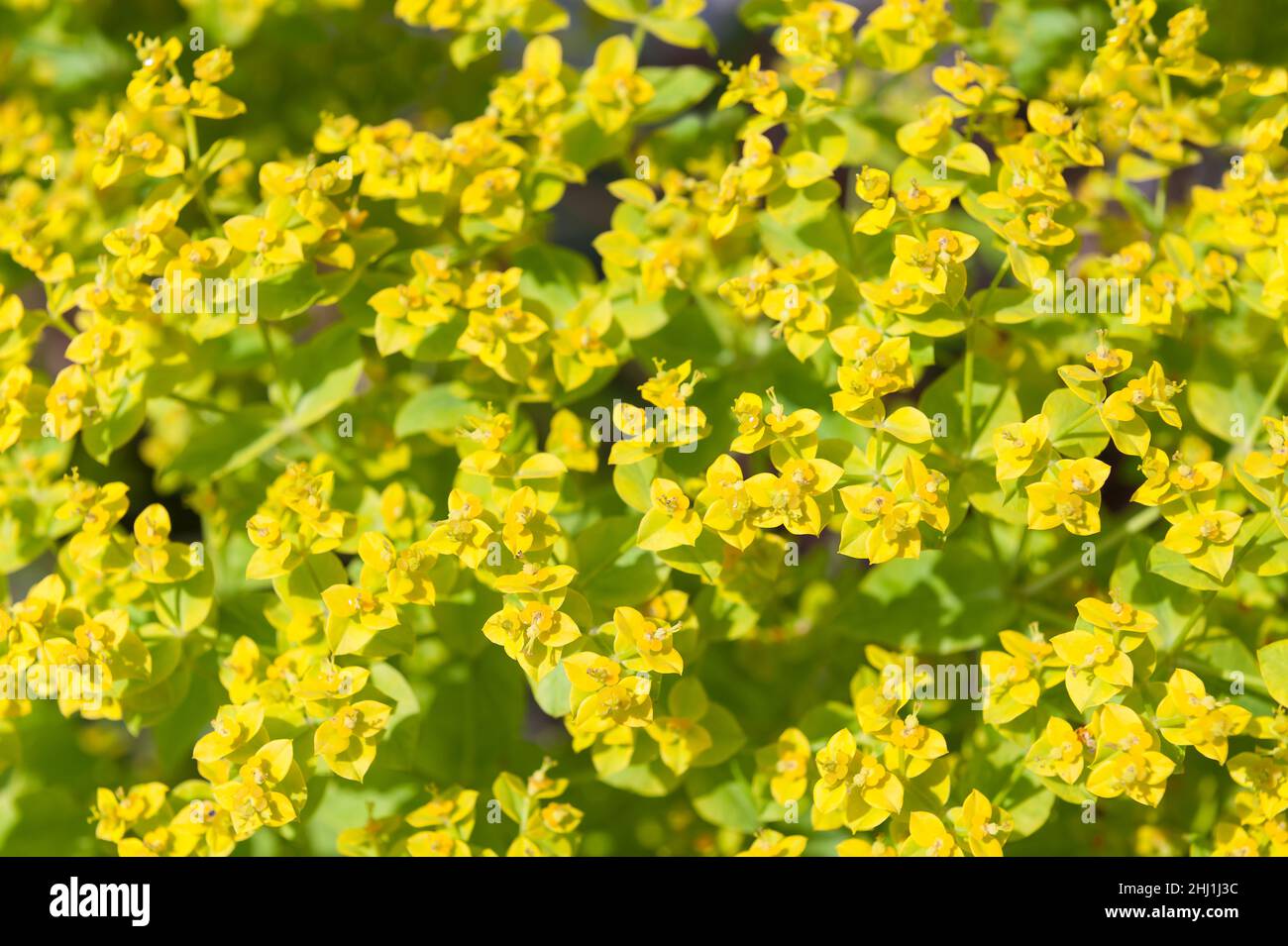 Euphorbia cyparissias, cypress spurge, with masses of delicate vivid