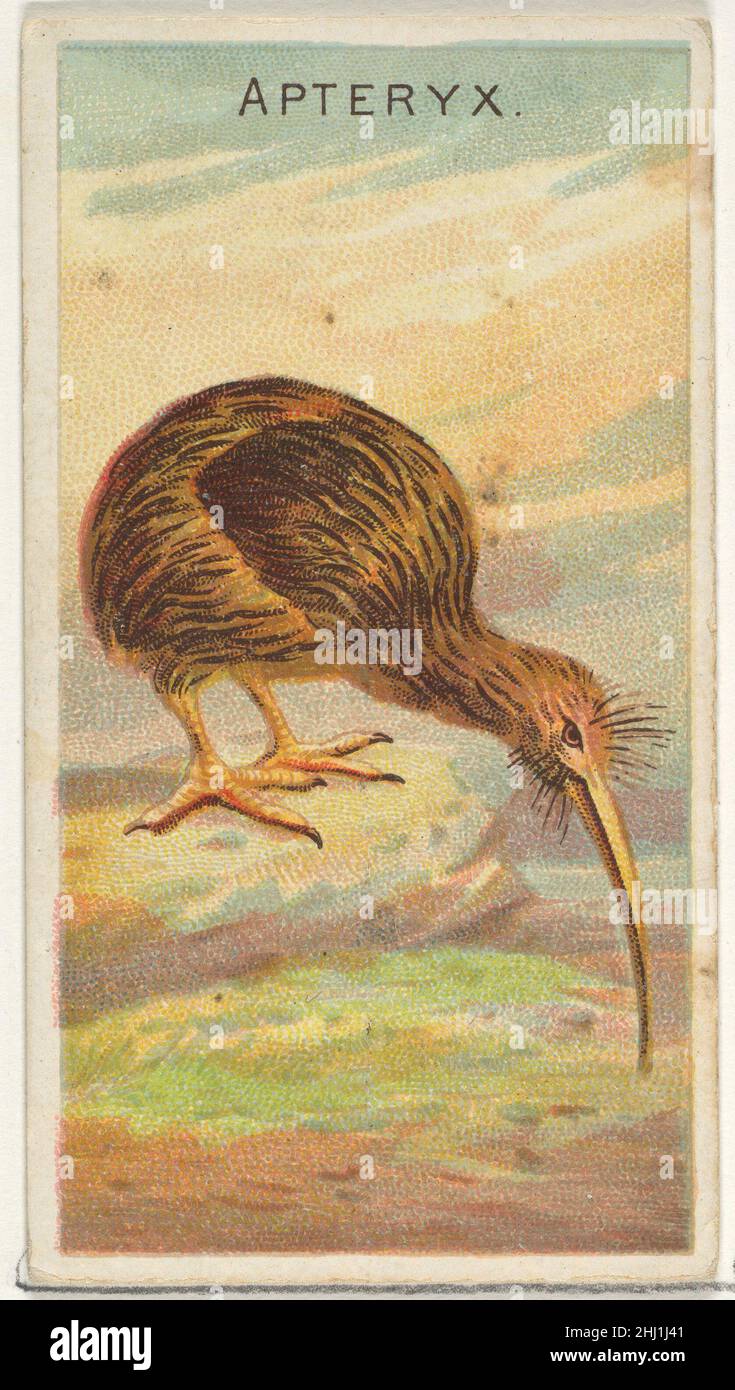 Apteryx, from the Birds of the Tropics series (N5) for Allen & Ginter Cigarettes Brands 1889 Issued by Allen & Ginter American Trade cards from the 'Birds of the Tropics' series (N5), issued in 1889 in a series of 50 cards to promote Allen & Ginter Brand Cigarettes.. Apteryx, from the Birds of the Tropics series (N5) for Allen & Ginter Cigarettes Brands  406729 Stock Photo