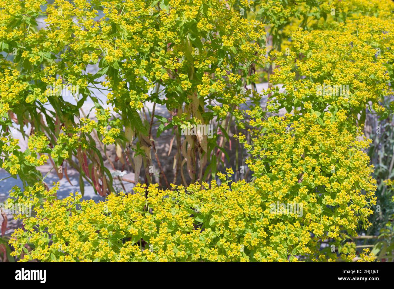 Euphorbia cyparissias, cypress spurge, with masses of delicate vivid