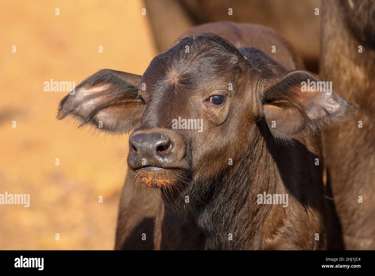 Buffalo Calf in South Africa Stock Photo Alamy