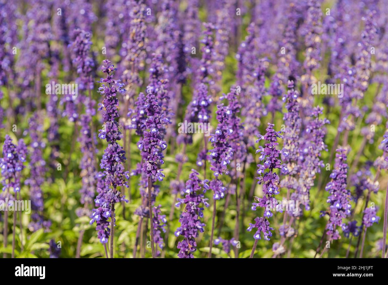 Salvia farinacea, Mealycup Sage, heather like with flowers on spikes densely arranged as tubular bloom Stock Photo