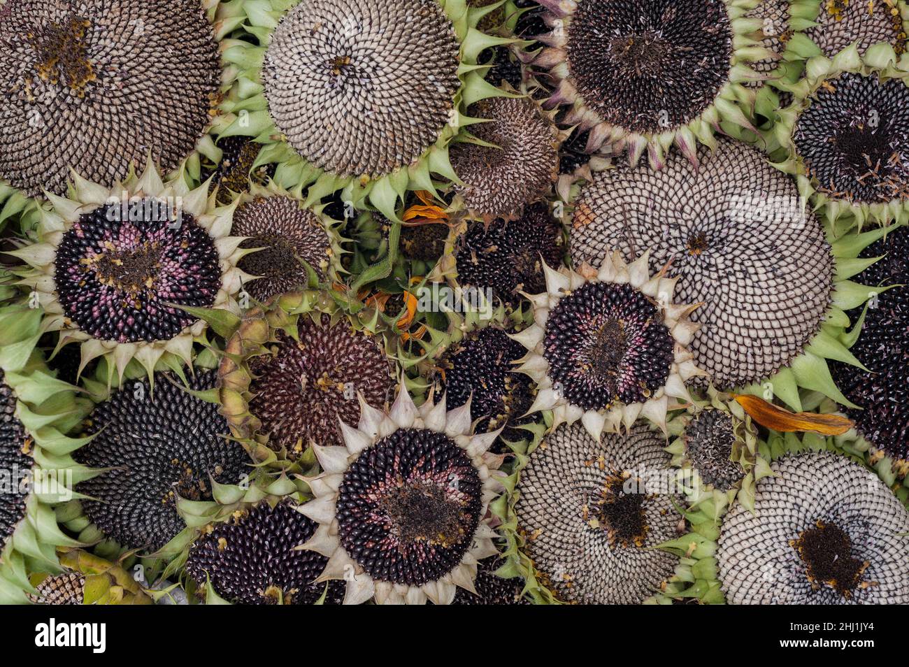 Mixture of F1 different varieties of cut sunflower heads drying out for experiment next year and surplus for bird seed, exposed seeds in pseudanthium Stock Photo