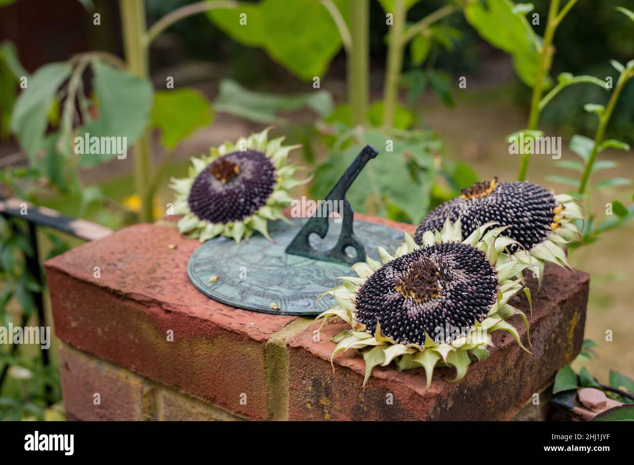Harvested sunflower seed heads drying out around a sundial, letting time pass slowly around midday, noon Stock Photo