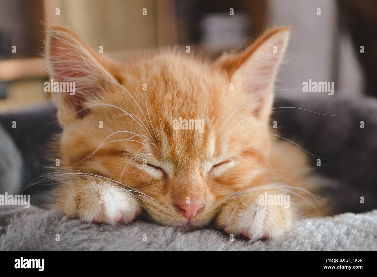 The little ginger kitten sleeps sweetly Stock Photo