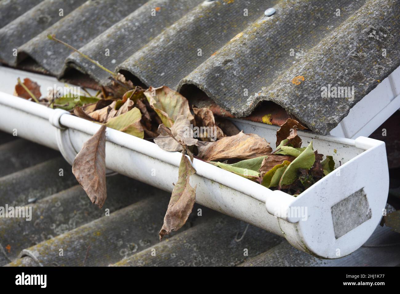 Rain Gutter Cleaning from Leaves in Autumn. Clean Your Gutters Before They Clean Out Your Wallet. Rain Gutter Cleaning. Stock Photo