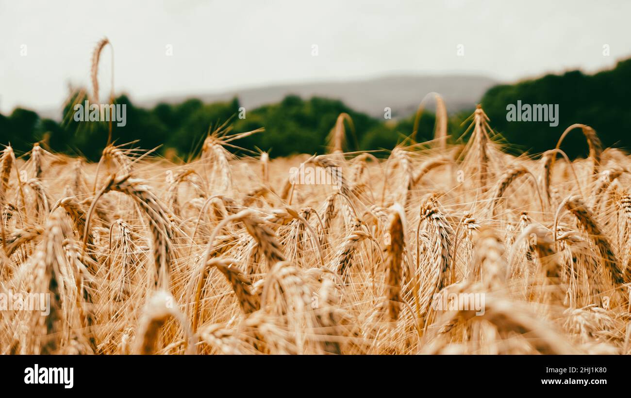 Golden ears of wheat in the field Stock Photo