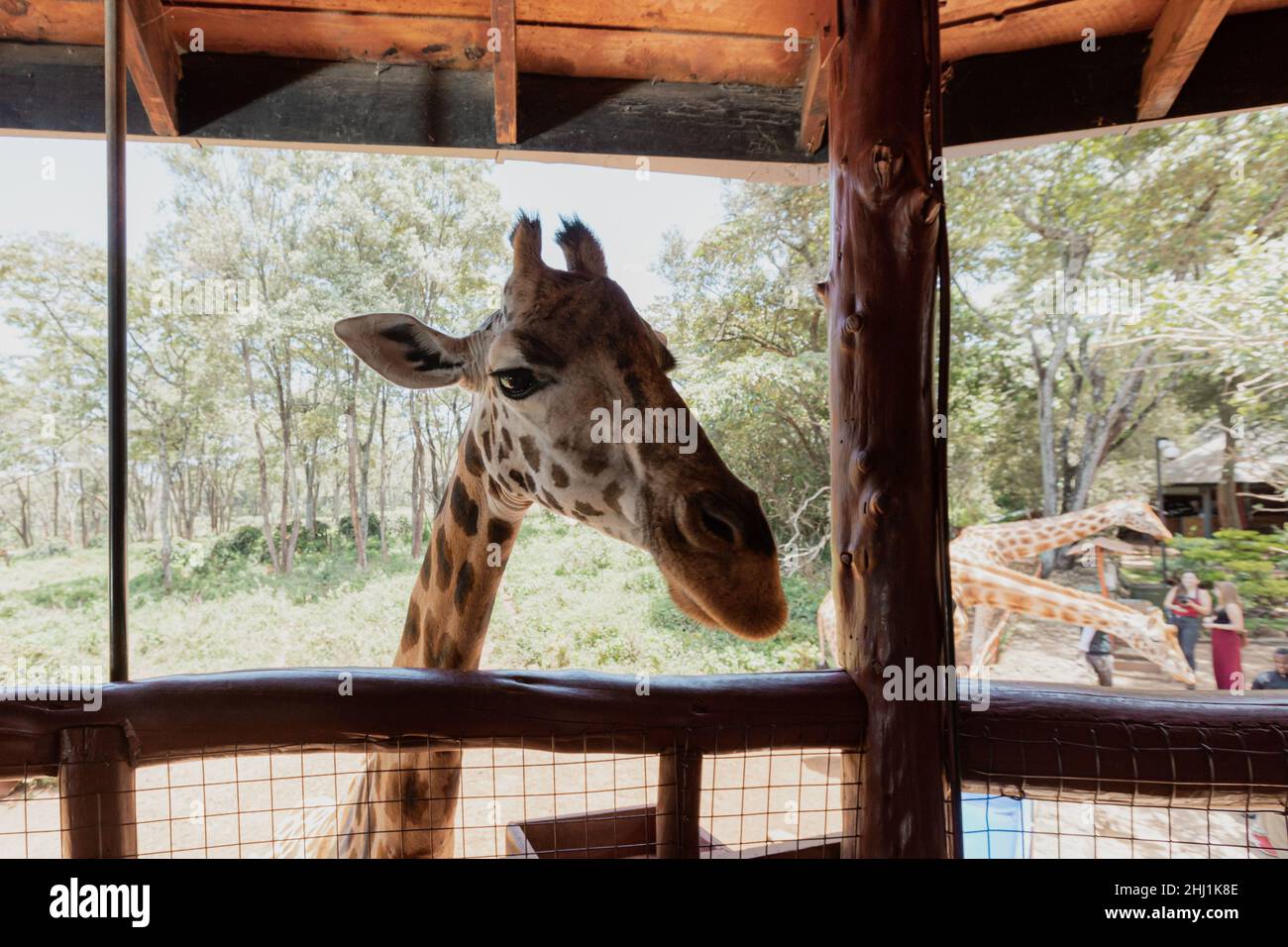 Giraffes at the Giraffe Center in Nairobi, Kenya Stock Photo