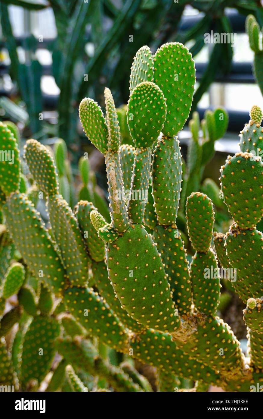 Green cactus in the botanical garden Stock Photo