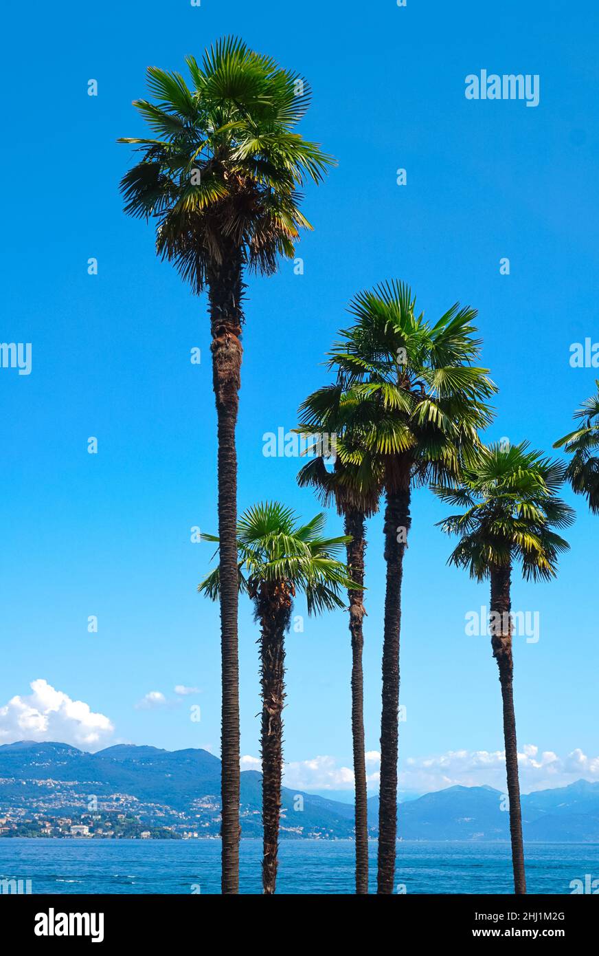 Palm trees against a bright blue sky and a summer landscape Stock Photo