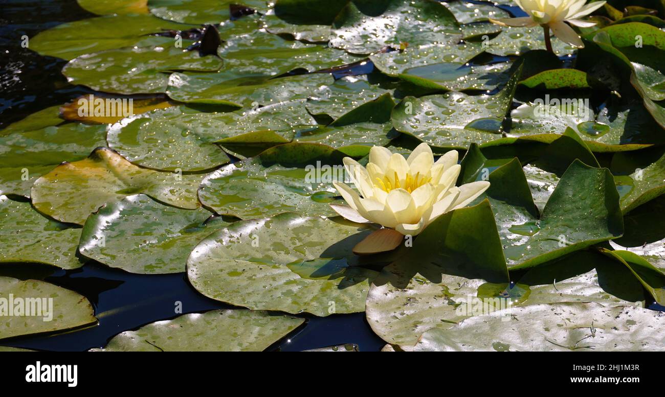 One white lotus in a pond among the leaves on a sunny day Stock Photo