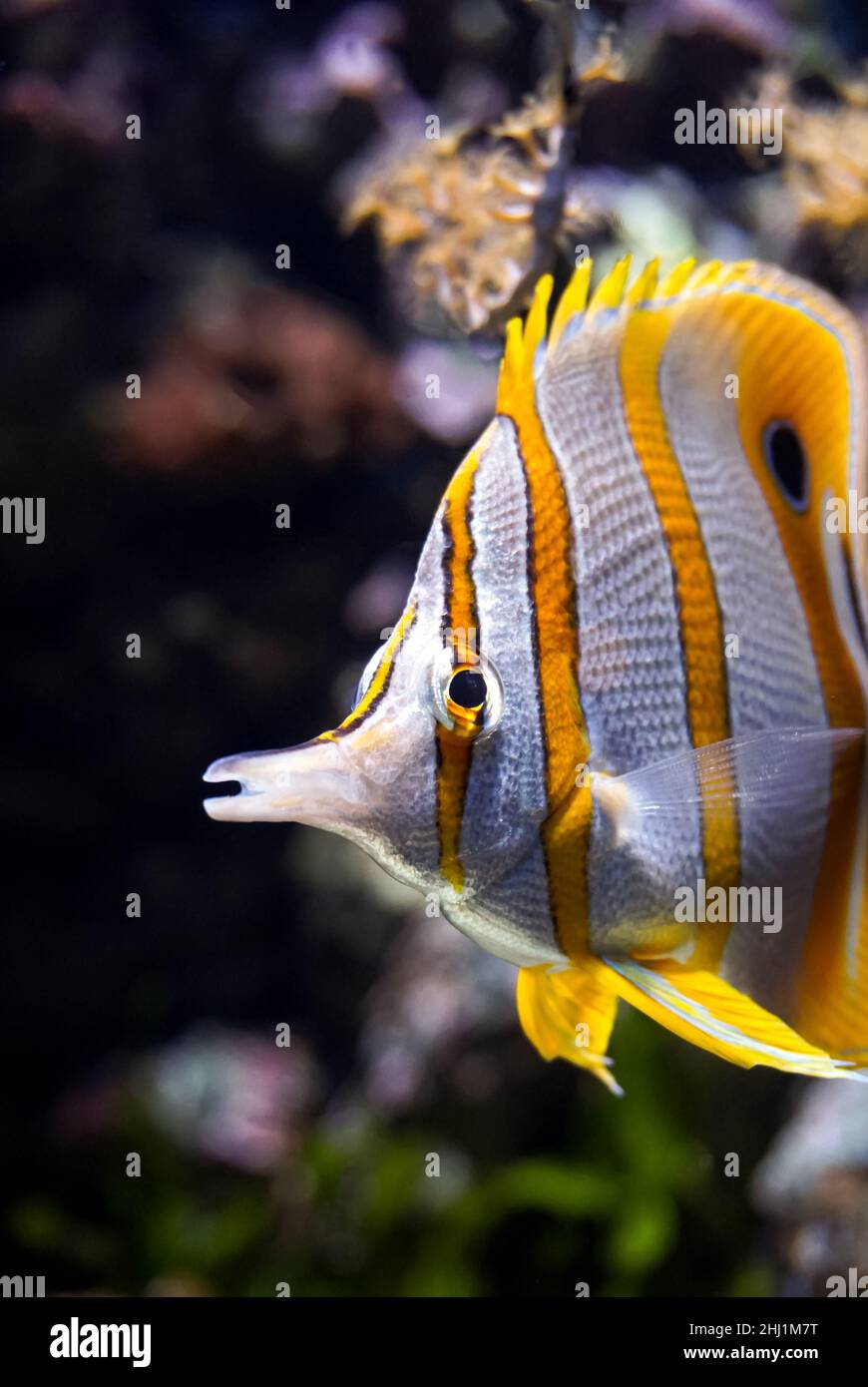 Butterflyfish head in the ocean in front of coral reefs Stock Photo