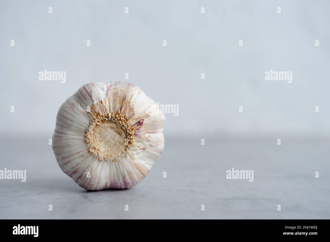 The bottom of the garlic on a gray background Stock Photo