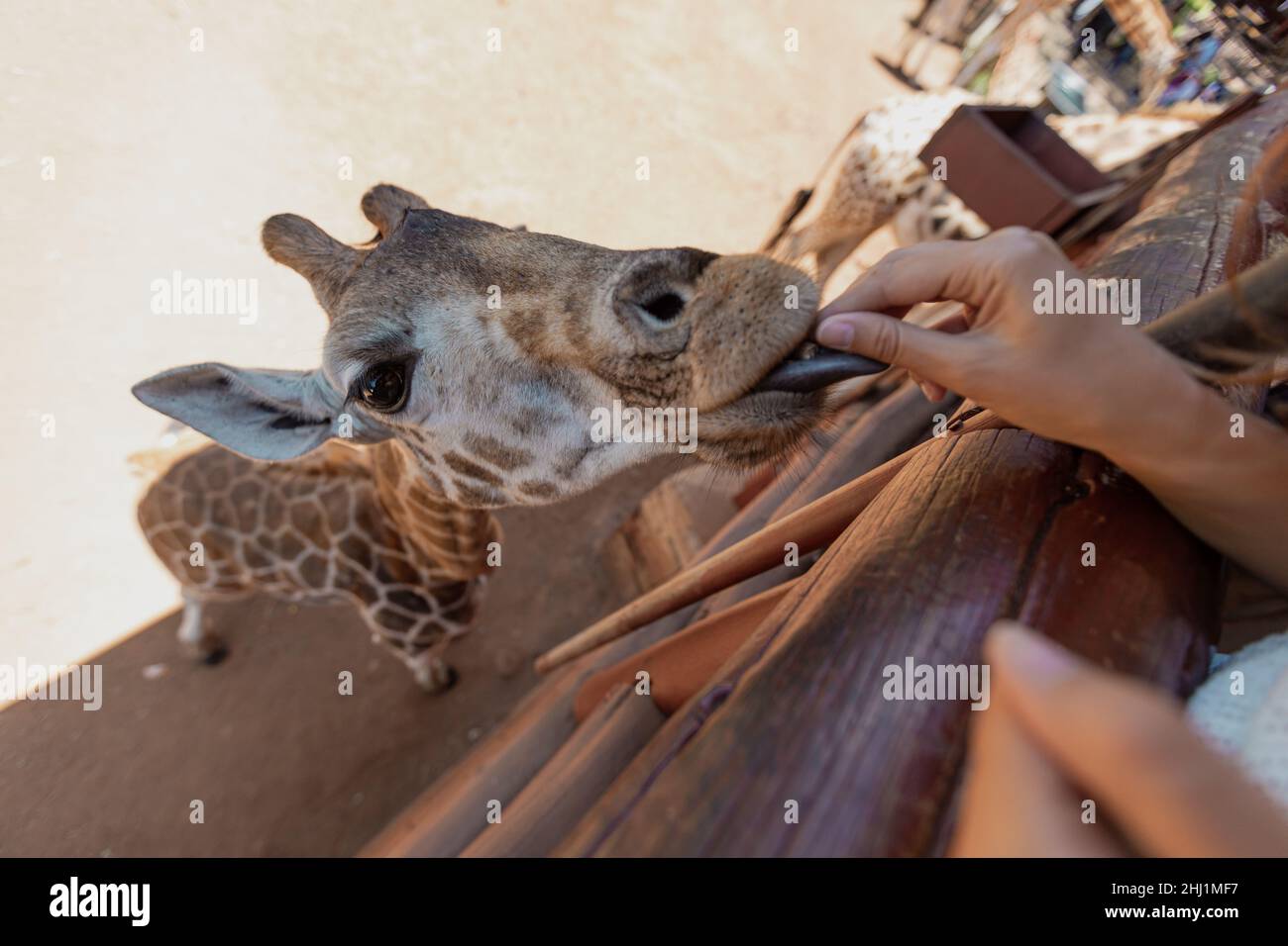 A giraffe is reaching out for food pellets given by a tourist at the Giraffe Center in Nairobi, Kenya Stock Photo