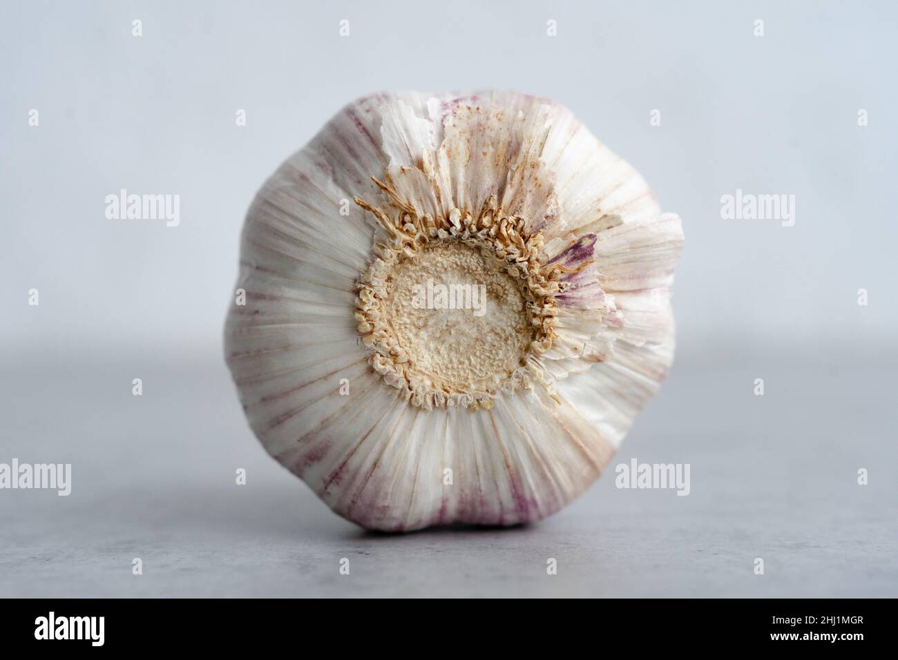 Isolated garlic in the center of the gray background, macro Stock Photo