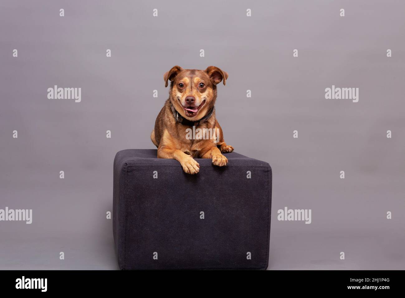 posing for studio photo, small brown dog on podium Stock Photo