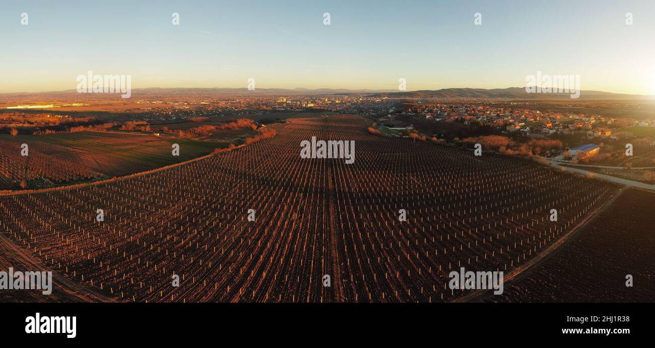 Vineyards panoramic drone view, wine production concept Stock Photo