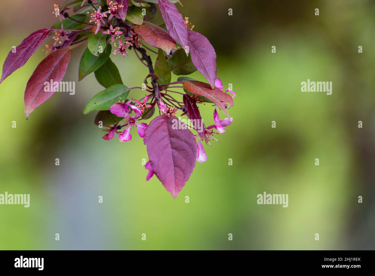 Copper beech or purple beech tree Fagus sylvatica purpurea Stock Photo