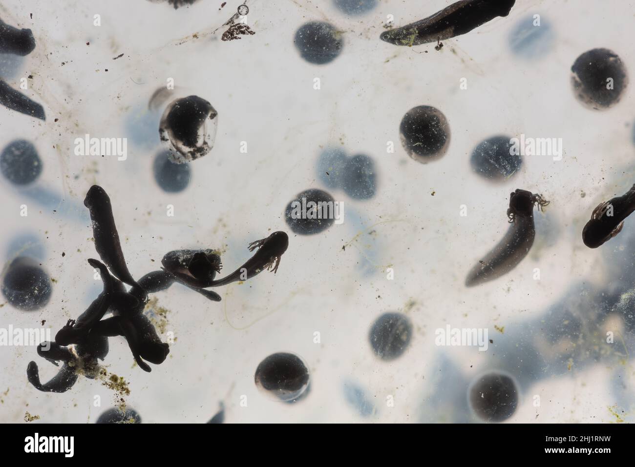 Frogspawn of the common frog Rana temporaria, various stages