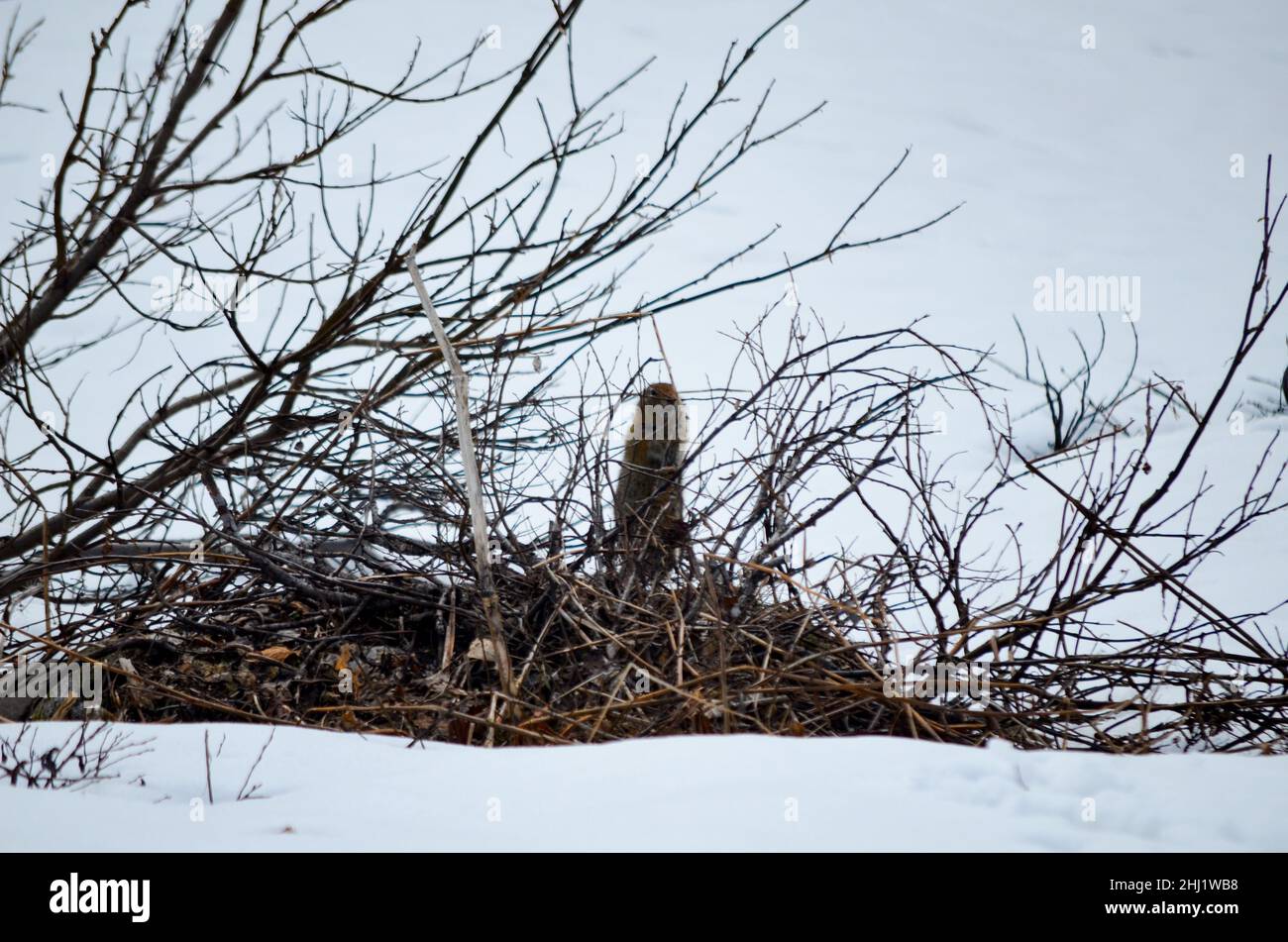Spectacular Groundhog hidden among bushes in the snow, Alaska, USA ...