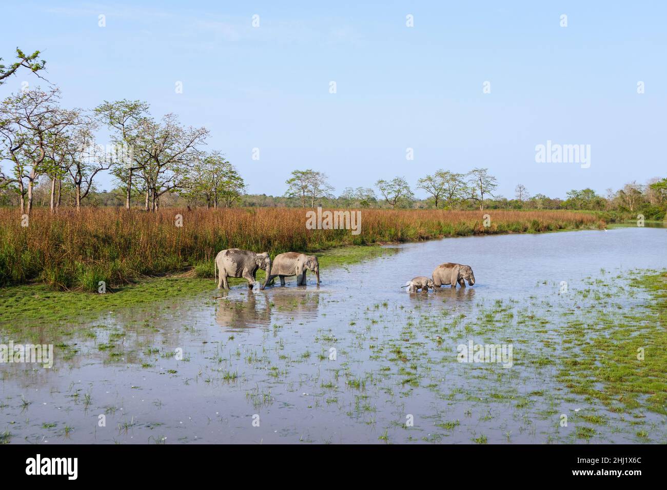 A family group of Indian elephants (Elephas maximus indicus) crosses a river in Kaziranga National Park, Assam, north-eastern India Stock Photo