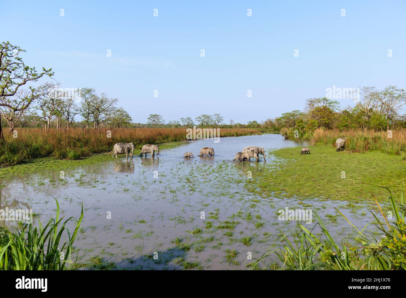 A family group of Indian elephants (Elephas maximus indicus) crosses a river in Kaziranga National Park, Assam, north-eastern India Stock Photo