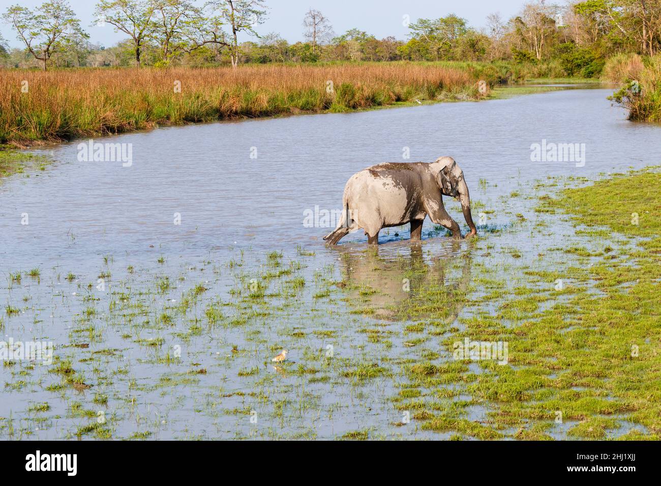 An Indian elephant (Elephas maximus indicus) crosses a river in Kaziranga National Park, Assam, north-eastern India Stock Photo