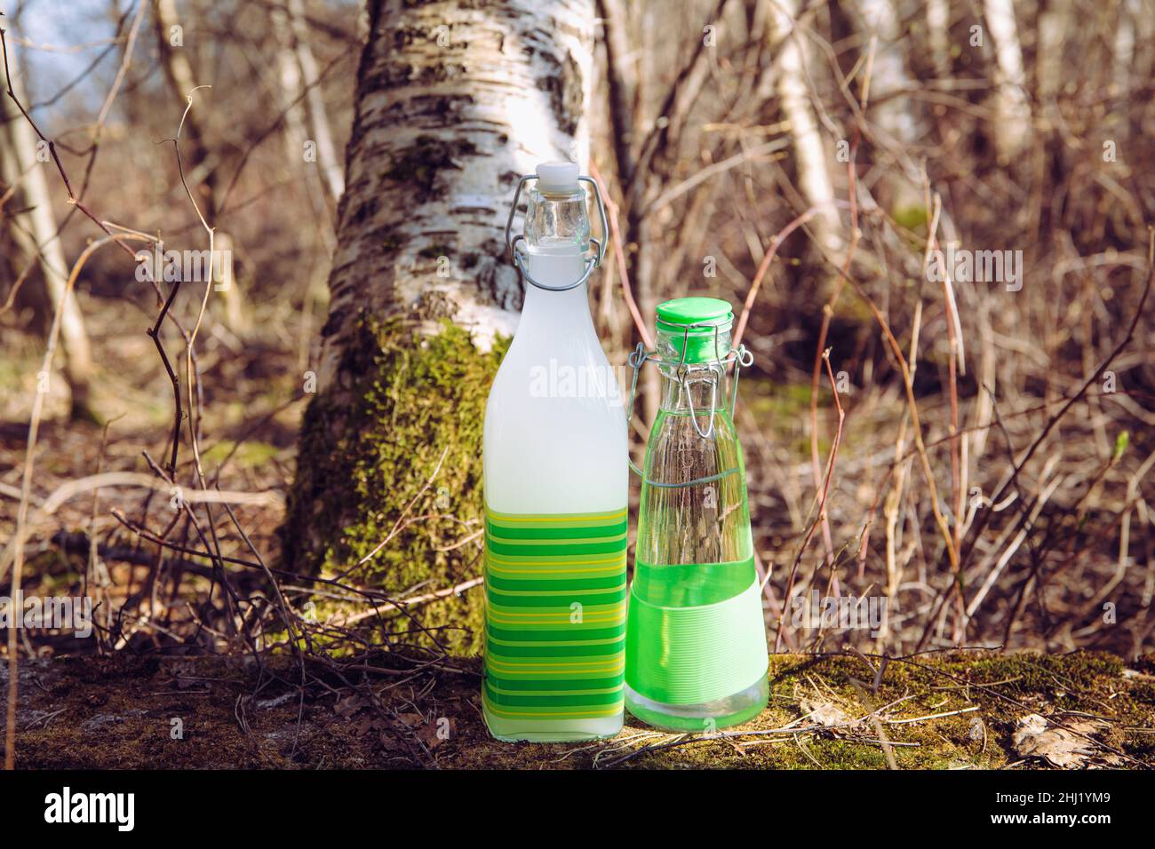 Healthy 3 days fermented birch( Betula) sap drink, white color. Fermented with flour and sugar and regular fresh birch sap in clear bottle. Stock Photo