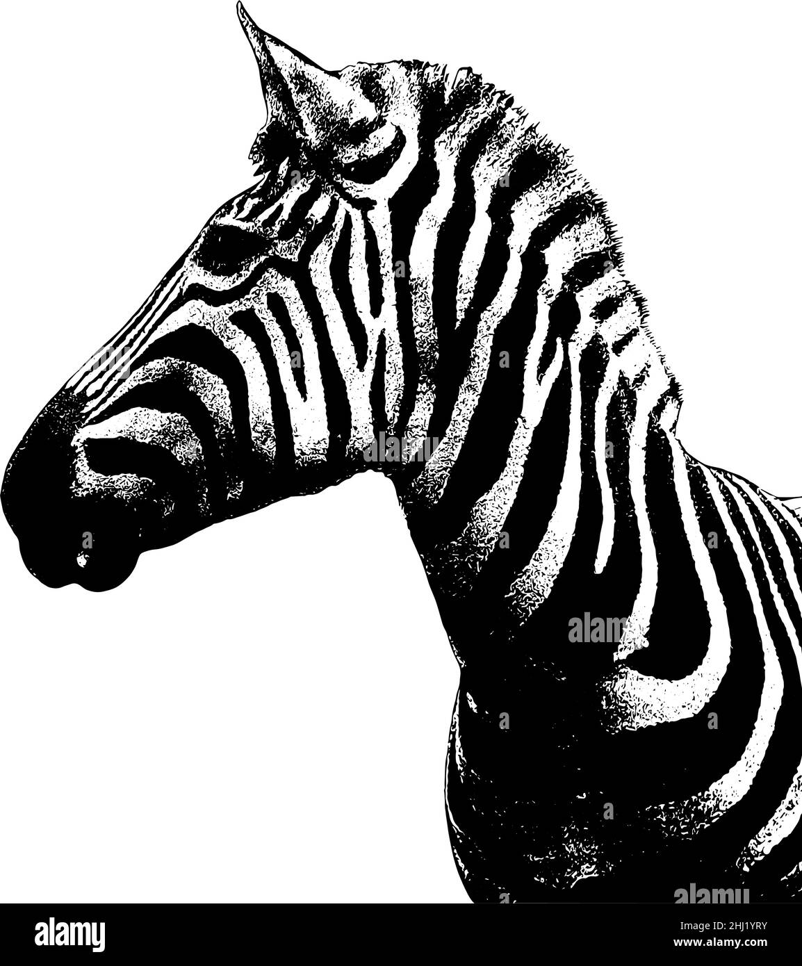 Zebra profile view of head illustration in black on white background Stock Vector