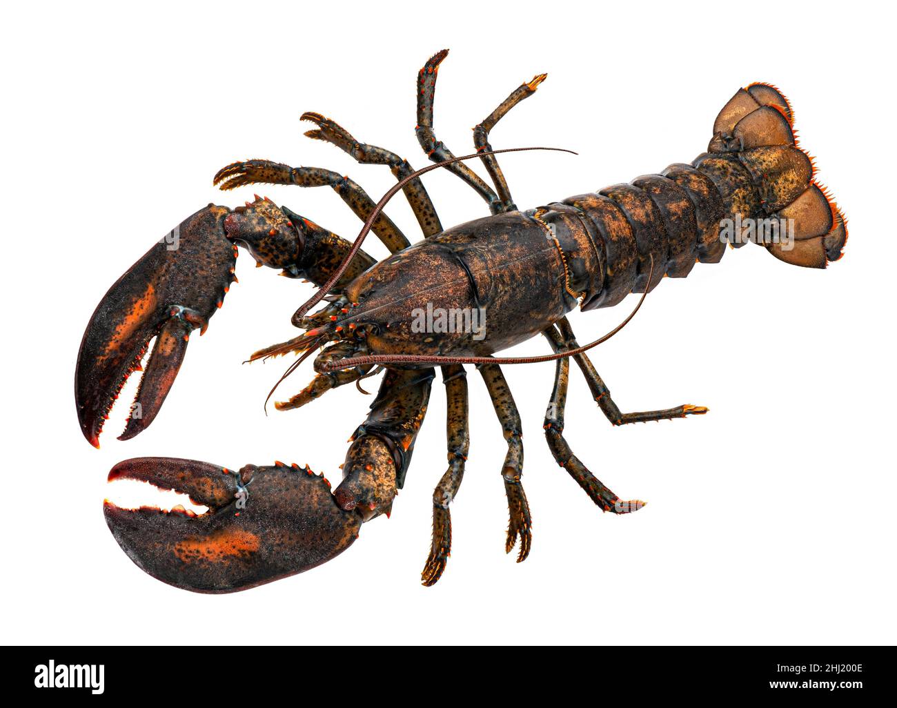 Fresh raw lobster isolated on white background, top view Stock Photo