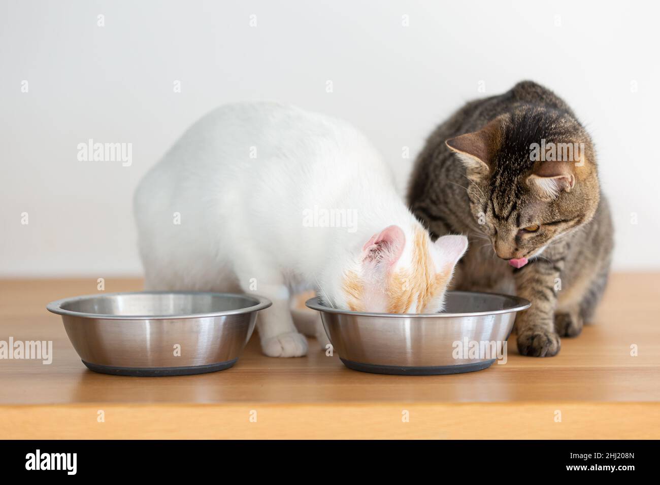 Two domesticated cats having a meal from two bowls Stock Photo