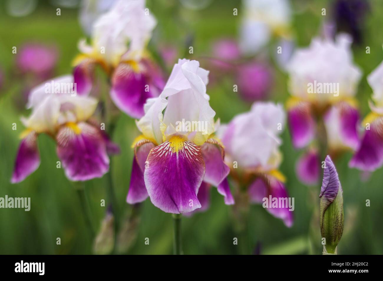 White and fushcia Bearded Iris with yellow beard in springtime garden Stock Photo