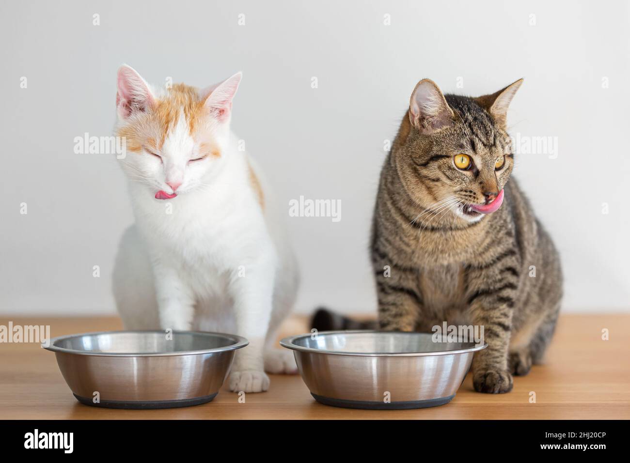 Two domesticated cats having a meal from two bowls Stock Photo