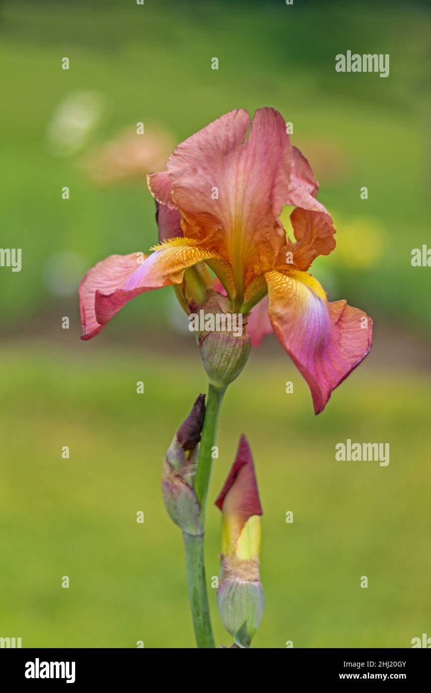 Tall Bearded Iris, Iridaceae, peach apricot burgundy with orange beard, soft green background Stock Photo