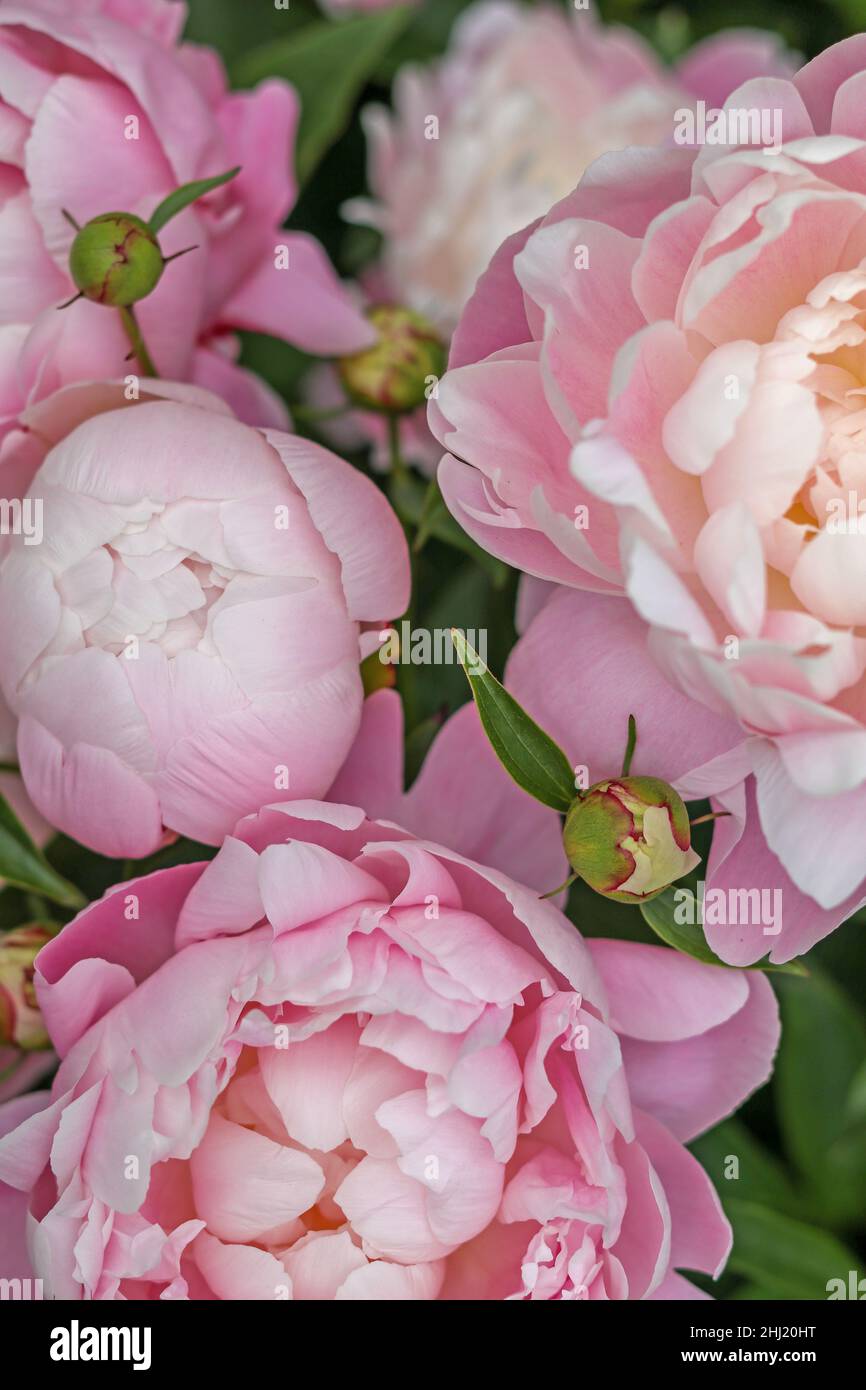 Pretty Pink Pastel Peonies in garden springtime Stock Photo - Alamy